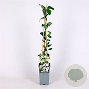 Exochorda 'The Bride' 70 cm 2,0L