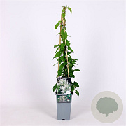 Fallopia baldschuanica 70 cm 2,0L
