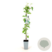Fallopia baldschuanica 80-100 cm 2,5L