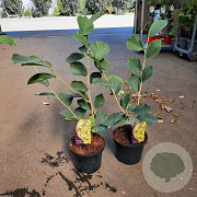 Hamamelis int. 'Westerstede' 50-60 cm 5,0L