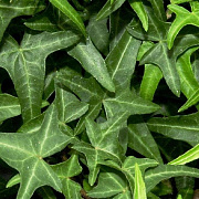 Hedera hel. 'Sagittifolia' 60-80 cm 2,0L met stok