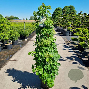 Hydrangea anomala petiolaris 125-150 cm 20L