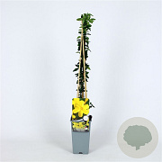 Jasminum nudiflorum 70 cm 2,0L