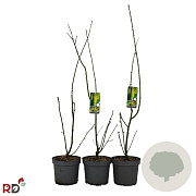 Laburnum wat. 'Vossii' 80-100 cm 7,5L