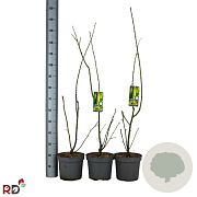 Laburnum wat. 'Vossii' 100-125 cm 7,5L