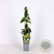 Lonicera henryi 'Copper Beauty' 70 cm 2,0L