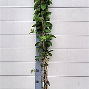 Lonicera jap. 'Halliana' 150-175 cm 5,0L
