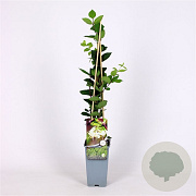 Lonicera purpusii 'Winter Beauty' 70 cm 2,0L
