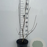 Magnolia 'Genie' 80-100 cm 7,5L