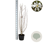Magnolia kobus 125-150 cm 12L