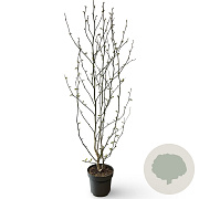 Magnolia kobus 125-150 cm 12L