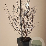 Magnolia stellata 80-100 cm 7,5L