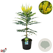 Mahonia japonica 'Hivernant' 100-125 cm 12L