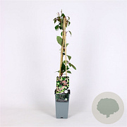 Parthenocissus henryana 70 cm 2,0L