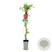 Parthenocissus quinq.engelmannii 80-100 cm 2,5L