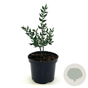 Ruscus aculeatus GM 1.5