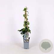 Schizophragma hyd. 'Moonlight' 70 cm 2,0L