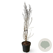Syringa microphylla 'Superba' 100-125 cm 12L