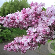 Syringa v. 'Olimpiada Kolesnikova' 100-125 cm 7,5L 3-4 tak