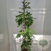 Wisteria sinensis 'Prolific' 150-175 cm 5,0L