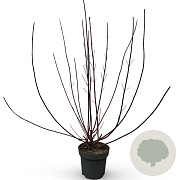 Cornus alba 'Kesselringii' 100-125 cm 12L