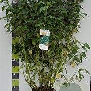 Cornus sericea 'Flaviramea' 100-125 cm 12L