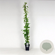 Clematis montana mix 150-175 cm 5,0L