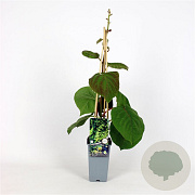 Actinidia deliciosa 'Minki Male' 70 cm 2,0L