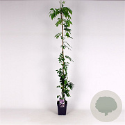 Wisteria floribunda 'Rosea' 150-175 cm 5,0L