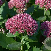 Sedum 'Herbstfreude' GM P9
