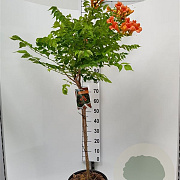 Campsis t. Indian Summer 80 cm stam 15L