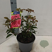 Kalmia lat. 'Beacon' 25-30 cm 4,0L