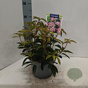 Kalmia lat. 'Carousel' 25-30 cm 4,0L
