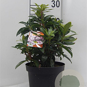 Kalmia lat. 'Ginkona' 25-30 cm 4,0L