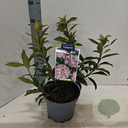 Kalmia lat. 'Ginkona' 25-30 cm 4,0L