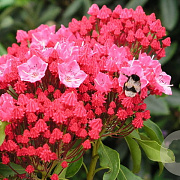 Kalmia lat. 'Kardinal' 25-30 cm 4,0L