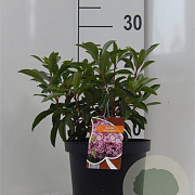 Kalmia lat. 'Moyland' 25-30 cm 4,0L