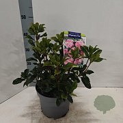 Kalmia lat. 'Olympic Fire' 25-30 cm 4,0L