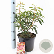Kalmia lat. 'Pinwheel' 25-30 cm 4,0L