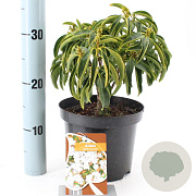 Kalmia lat. 'Snowdrift' 30-40 cm 3,0L