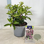 Kalmia lat. 'Tad' 25-30 cm 4,0L