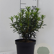Kalmia lat. 'Tiddlywinks' 25-30 cm 3,0L