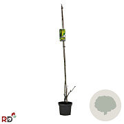 Laburnum wat. 'Vossii' 100-125 cm 5,0L spil