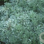 Artemisia schmidtiana 'Nana' GM P9