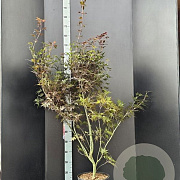 Acer pal. 'Skeeter's Broom' 125-150 cm 15L