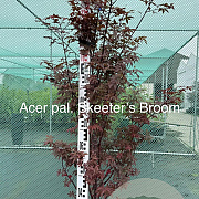 Acer pal. 'Skeeter's Broom' 150-175 cm 15L