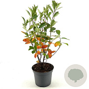 Aronia melanocarpa 40-50 cm 3,0L