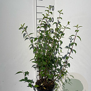 Philadelphus 'Lemoinei' 60-80 cm 3,0L