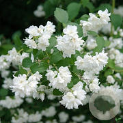 Philadelphus 'Schneesturm' 40-50 cm 3,0L