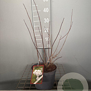 Philadelphus 'Virginal' 50-60 cm 3,0L